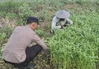 Bhabinkamtibmas-Desa-Sumberejo-Cek-Ketahanan-Pangan-Warga,-dengan-Pemanfaatan-Lahan-Kosong-untuk-Tanaman-Sayur
