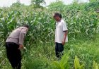 Kapolsek-Tarik-Masifkan-Program-Sambang-Desa-Dukung-Ketahanan-Pangan-Nasional
