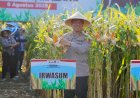 Panen-Raya-Jagung-di-Malang,-Wujud-Nyata-Komitmen-Polri-dalam-Ketahanan-Pangan-Nasional