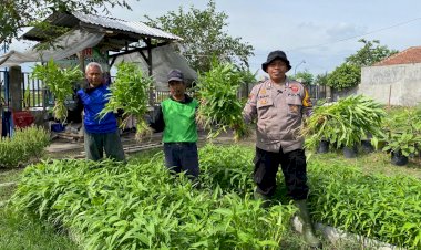 Bhabinkamtibmas-Bakung-Temenggungan-bersama-Warga-Panen-Kangkung-di-Lahan-Pekarangan-Pangan-Bergizi