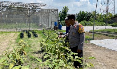 Dukung-Ketahanan-Pangan,-Lahan-di-Desa-Bakung-Temenggungan-Ditanami-Lombok-dan-Jagung