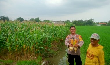 Pastikan-Hasil-Panen-Jagung-Optimal,-Kanit-Binmas-Polsek-Krembung-Turun-ke-Lahan-Pertanian