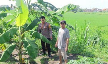 Bhabinkamtibmas-Desa-Balongtani-Tinjau-Warga-Tanam-Pohon-Pisang-Wujudkan-Swasembada-Pangan-Mandiri