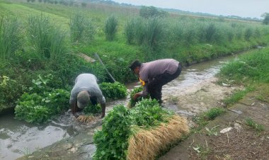 Bhabinkamtibmas-Desa-Jenggot-Apresiasi-Warga-yang-Panen-Sayur-di-Pekarangan-Pangan-Bergizi