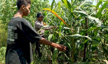 Cek-Lahan-Jagung-Warga,-Polsek-Balongbendo-Dukung-Program-Ketahanan-Pangan-Nasional