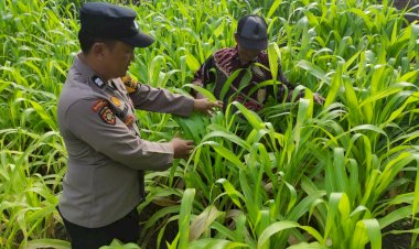 Bhabinkamtibmas-Desa-Tanjungsari-Sambang-Desa-Dukung-Ketahanan-Pangan-Lewat-Pertanian-Jagung