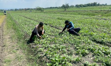 Kanit-Binmas-Polsek-Krembung-Tinjau-Lahan-P2B-Dukung-Program-Ketahanan-Pangan
