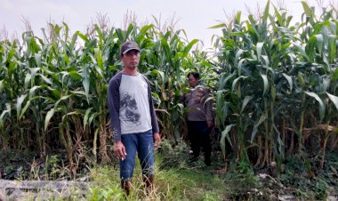 Polsek-Prambon-Tinjau-Upaya-Petani-Jagung-Sukseskan-Program-Ketahanan-Pangan