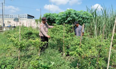 Bhabinkamtibmas-Pangkemiri-Motivasi-Upaya-Warga-Kelolah-Lahan-Ketahanan-Pangan-untuk-Tanaman-Sayur