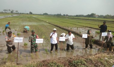 Tiga-Pilar-di-Sidoarjo-Kompak-Dukung-Ketahanan-Pangan-Nasional-Lewat-Penanaman-Padi-Serentak