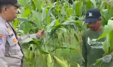 Sinergi-Polri-dan-Petani,-Cek-Pemangkasan-Jagung-di-Lahan-Ketahanan-Pangan-Desa-Bakungtemenggungan