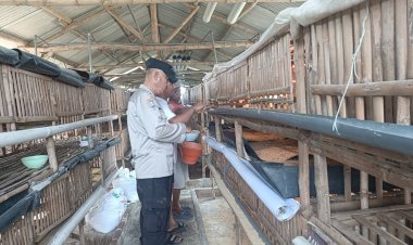 Peternakan-Ayam-Bumdes-Kraton-Diharapkan-Dukung-Ketahanan-Pangan-Polresta-Sidoarjo