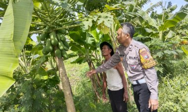 Bhabinkamtibmas-Sidokerto-Himbau-Warga-Rawat-Tanaman-Pisang-Dukung-Ketahanan-Pangan
