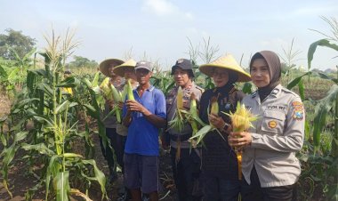 Polsek-Krian-Apresiasi-Program-Ketahanan-Pangan-Pertanian-Jagung