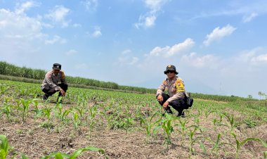 Polsek-Krembung-Siapkan-Lahan-Jagung-di-Desa-Wonomlati-untuk-Percontohan-Ketahanan-Pangan