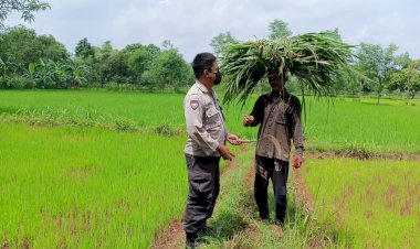 Polisi-Cinta-Petani-Desa-Wedoro-di-Lahan-Ketahanan-Pangan