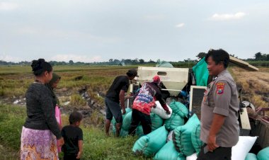 Polisi-Cinta-Petani,-Polisi-di-Prambon-Apresiasi-Hasil-Panen-Padi