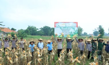 Dukung-Ketahanan-Pangan,-Polres-Bangkalan-Bersama-3-Pilar-Panen-Jagung-Tahap-Kedua
