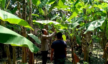 Polisi-Kenongo-Motivasi-Warga-Kembangkan-Lahan-Pisang