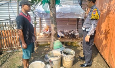 Polsek-Porong-Dukung-Ketahanan-Pangan,-Cek-Budidaya-Entok-Warga-Desa-Plumbon