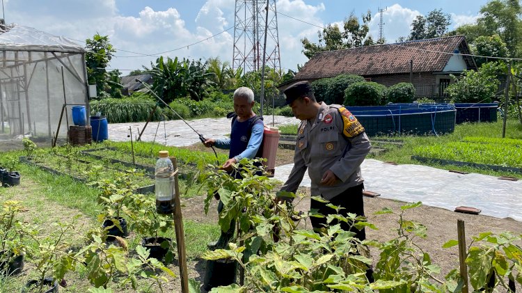 Dukung Ketahanan Pangan, Lahan di Desa Bakung Temenggungan Ditanami Lombok dan Terong