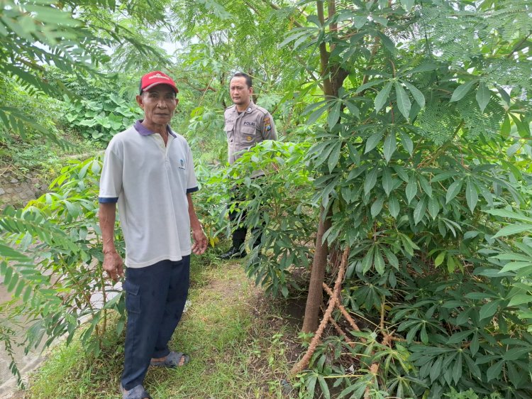 Polsek Tarik Cek Perkebunan Singkong di Desa Balongmacekan untuk Mendukung Swasembada Pangan Mandiri