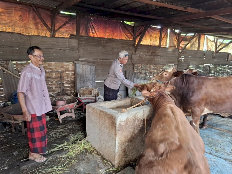 Bhabinkamtibmas Desa Simoketawang Bersama Warga Manfaatkan Lahan Kosong untuk Peternakan Sapi