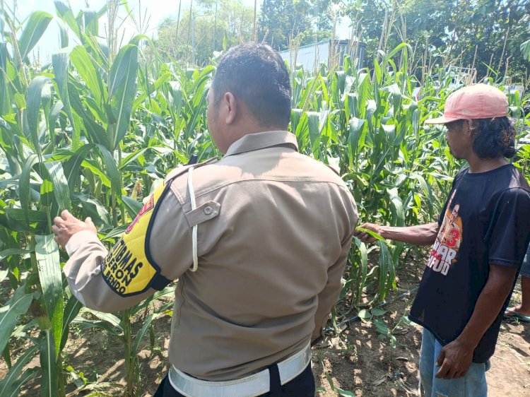 Bhabinkamtibmas Tinjau Program Ketahanan Pangan Tanaman Jagung di Desa Waruberon