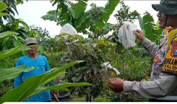 Polsek Tanggulangin Tinjau Ketahanan Pangan di Kalidawir, Dukung Program Asta Cita Presiden Prabowo