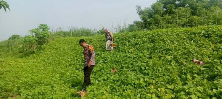 Warga Wonokupang Balongbendo Sulap Lahan Tidur Jadi Kebun Sayur Bergizi, Dapat Apresiasi dari Bhabinkamtibmas