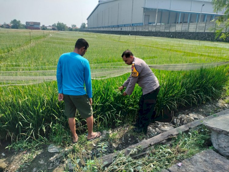 Dukung Program Ketahanan Pangan Nasional, Bhabinkamtibmas Desa Juwetkenongo Tinjau Lahan Pertanian
