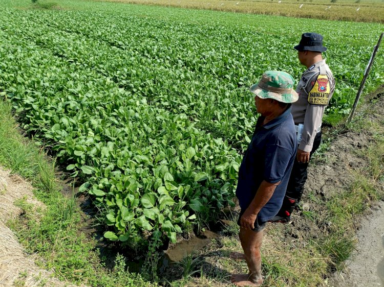 Optimalisasi Lahan Tidur, Warga Desa Wonokupang Tanam Cabai untuk Dukung Ketahanan Pangan