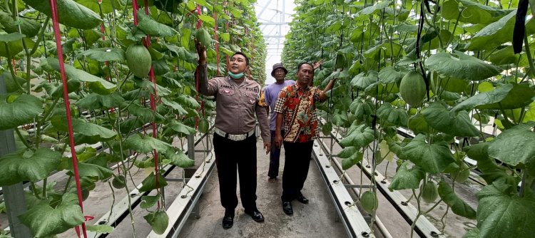 Terobosan Ketahanan Pangan, Kelompok Tani di Kecamatan Tarik Kembangkan Melon Hidroponik