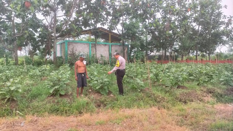 Bhabinkamtibmas Kedungboto Polsek Porong Apresiasi Upaya Warga Tanam Sayur Kangkung Dukung Ketahanan Pangan