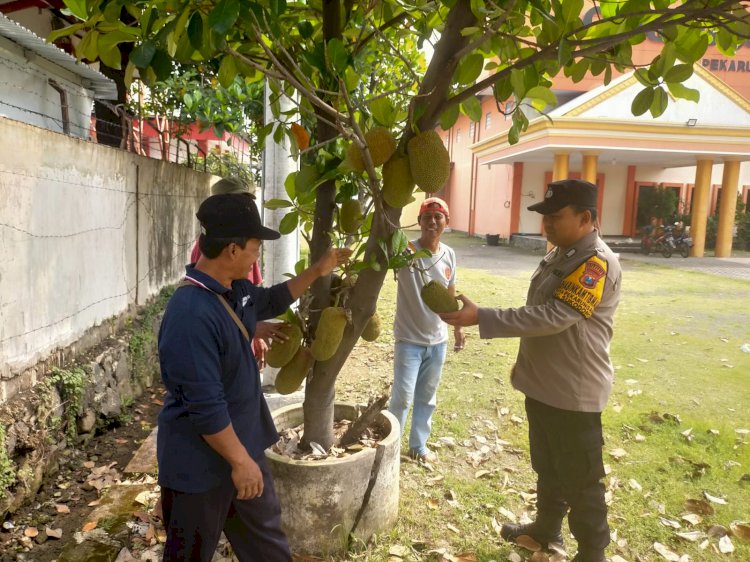 Menggoda Perhatian, Warga Pekarungan Sukodono Gelorakan Ketahanan Pangan dengan Tanam Cempedak dan Nangka