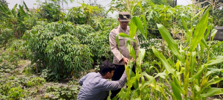 Kapolsek Sedati Masifkan Peran Bhabinkamtibmas Dampingi Warga Kelolah Lahan Ketahanan Pangan Tanaman Jagung