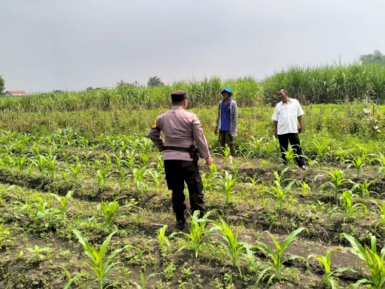 Sinergi Kepolisian dan Petani Dukung Ketahanan Pangan: Bhabinkamtibmas Gamping Turun ke Lahan Bantu Perawatan Jagung