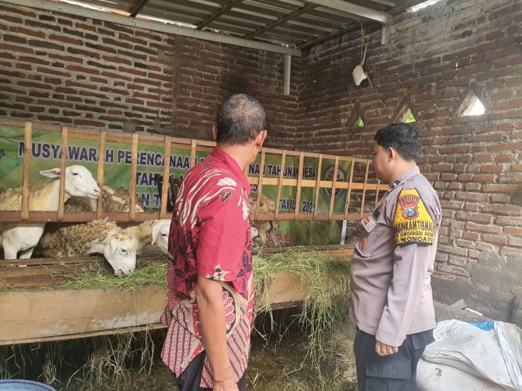 Peternak Dihimbau Perhatikan Perkembangan dan Kesehatan Kambing, Guna Kelangsungan Ketahanan Pangan