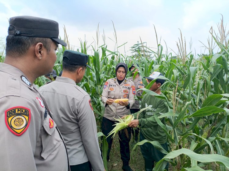 Tim Monitoring Program Ketahanan Pangan Polresta Sidoarjo Tinjau Optimalisasi Pengelolahan Lahan Bergizi di Balongbendo