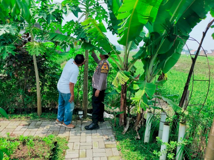 Polsek Sukodono Tinjau Lahan P2B, Dukung Ketahanan Pangan Lewat Tanaman Buah dan Sayur