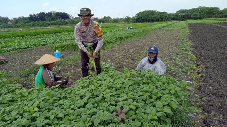 Bhabinkamtibmas Kalidawir Dorong Swasembada Pangan Melalui Program Ketahanan Pangan Pekarangan Bergizi
