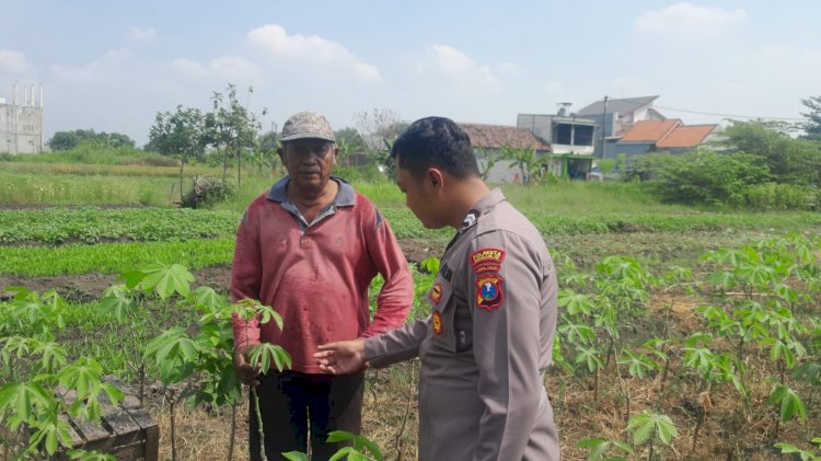 Bhabinkamtibmas Desa Suko, Cek Lahan Ketahanan Pangan P2B Tanaman Singkong