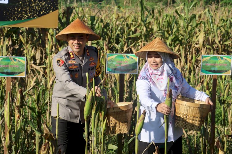 Polres Pacitan Bersama Warga Tani Panen Jagung Wujudkan Ketahanan Pangan Nasional