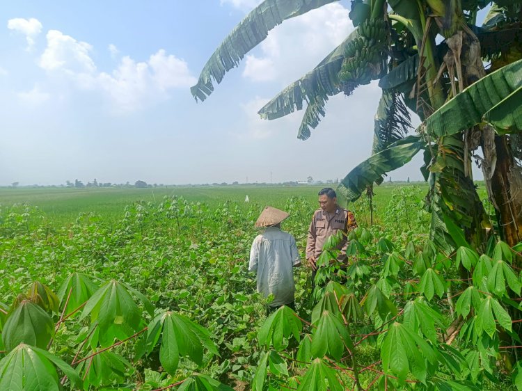 Polsek Krembung Dukung Ketahanan Pangan Lewat Pendampingan Tanaman Kacang Hijau di Desa Waung