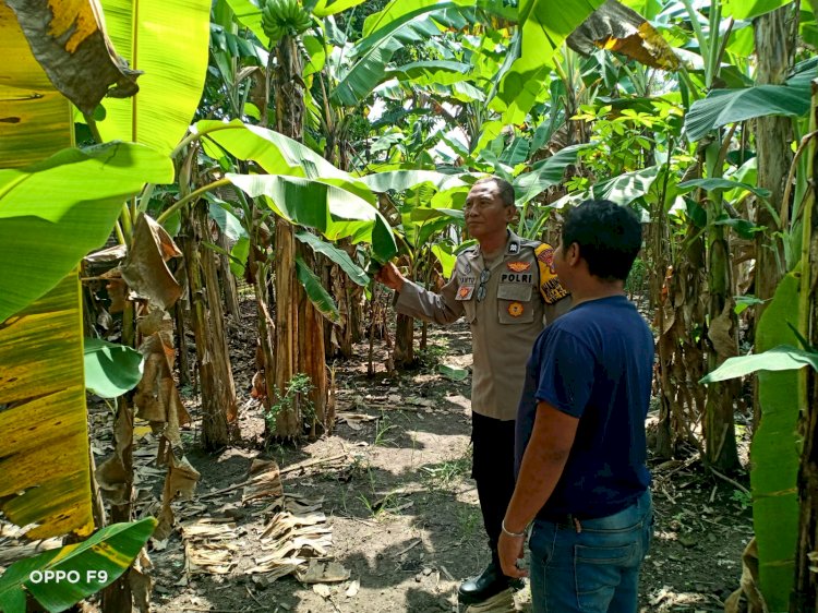 Bhabinkamtibmas Kenongo Motivasi Warga Kembangkan Lahan Pisang, Wujudkan Asta Cita Presiden Prabowo