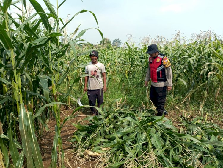 Polsek Balongbendo Dukung P2B Tanaman Jagung