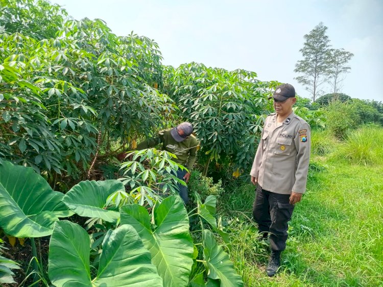 Polsek Tarik Gencarkan Patroli Ketahanan Pangan, Turun Langsung Ke Perkebunan Singkong