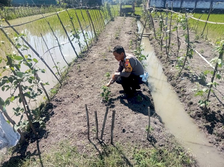Bhabinkamtibmas Gemurung Tinjau Lahan Ketahanan Pangan Pertanian Terong