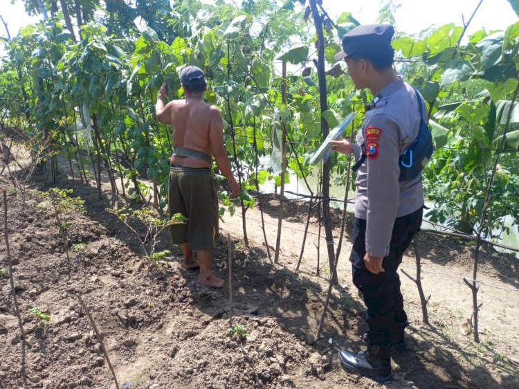 Kolaborasi Polisi dan Warga di Kedungsumur: Labu Jadi Andalan Pangan Lokal