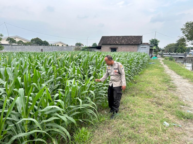 Bhabinkamtibmas Desa Simpang Pantau Lahan Melon dalam Program P2B Polresta Sidoarjo